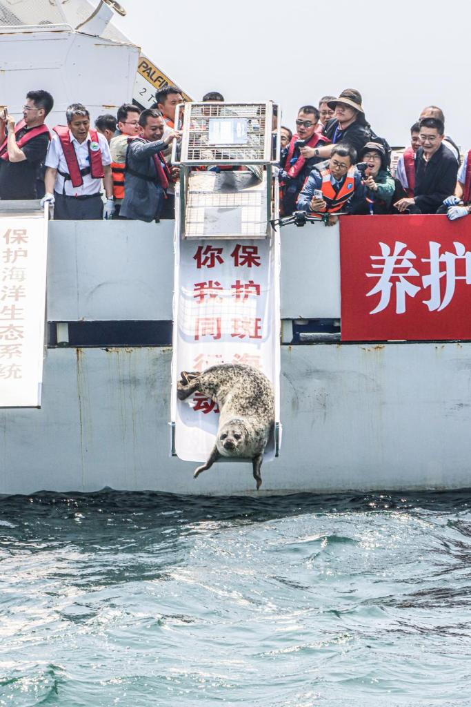 A spotted seal is released in the waters off Dalian, northeast China's Liaoning Province, June 6, 2025. (Xinhua/Pan Yulong)
