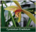 cymbidium