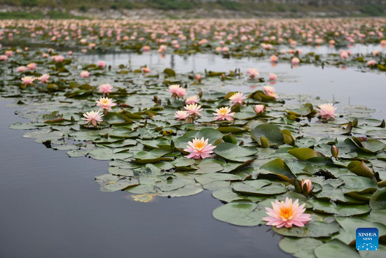In Pics: Datong Lake in Central China's Hunan Witnesses Ecological ...